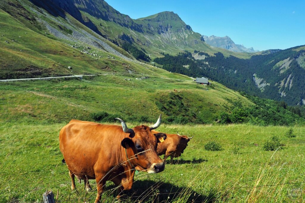 Braune Kühe mit Hörnern vor grünen Almwiesen und Bergmassiv am Col de l'Arpettaz