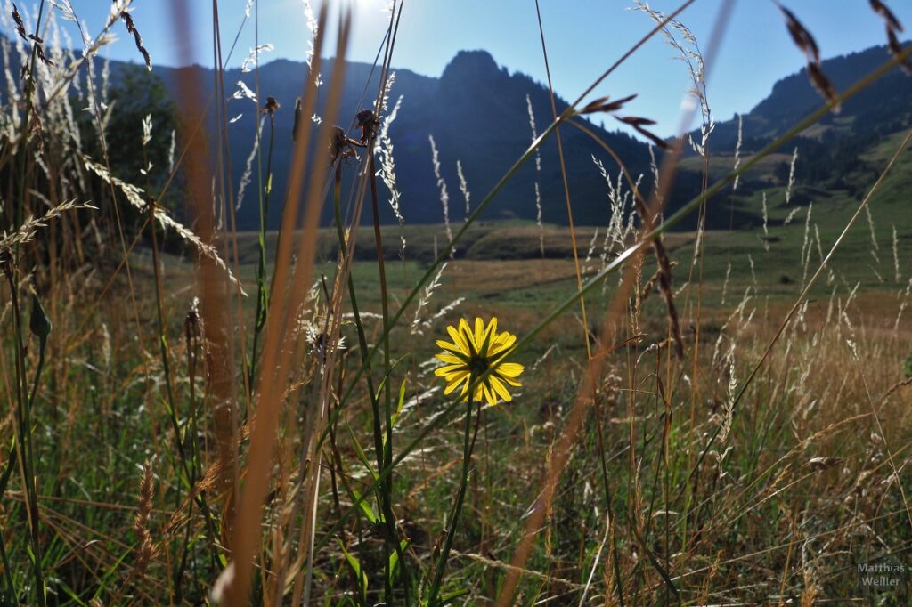 Blick über gelbe Blume und durch Gräser zu Bergmassiv am Col de Ramaz