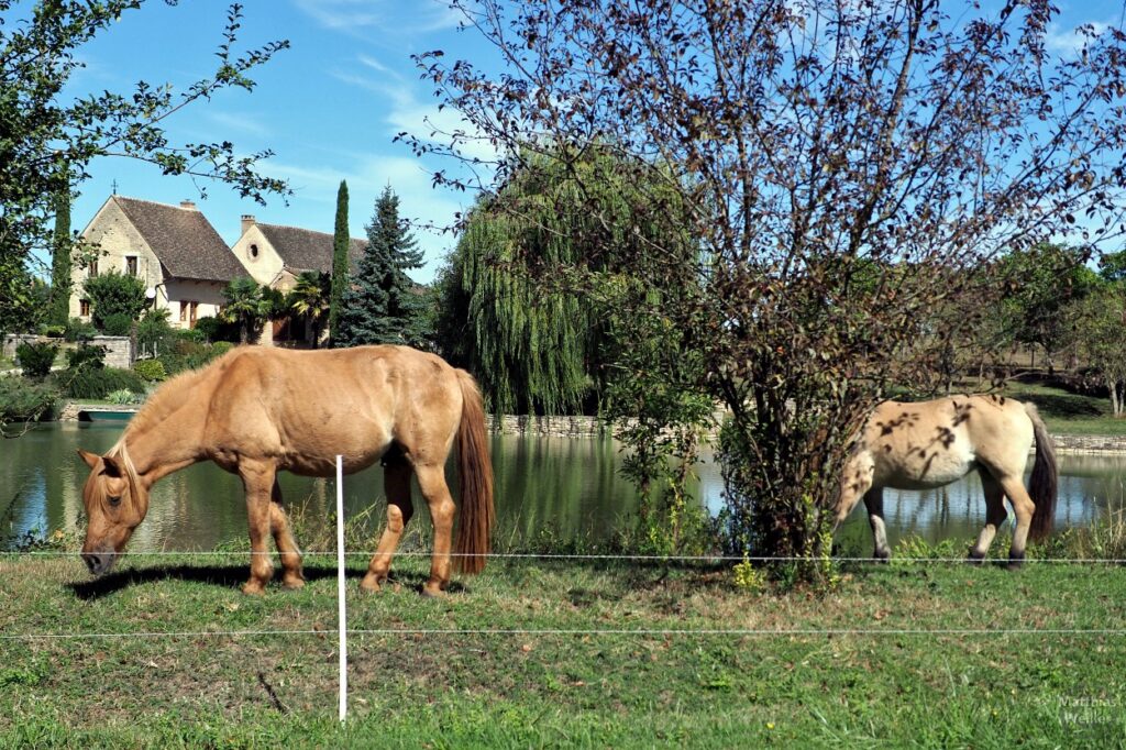 Pferde vor Teich mit Château-Garten in der Bresse