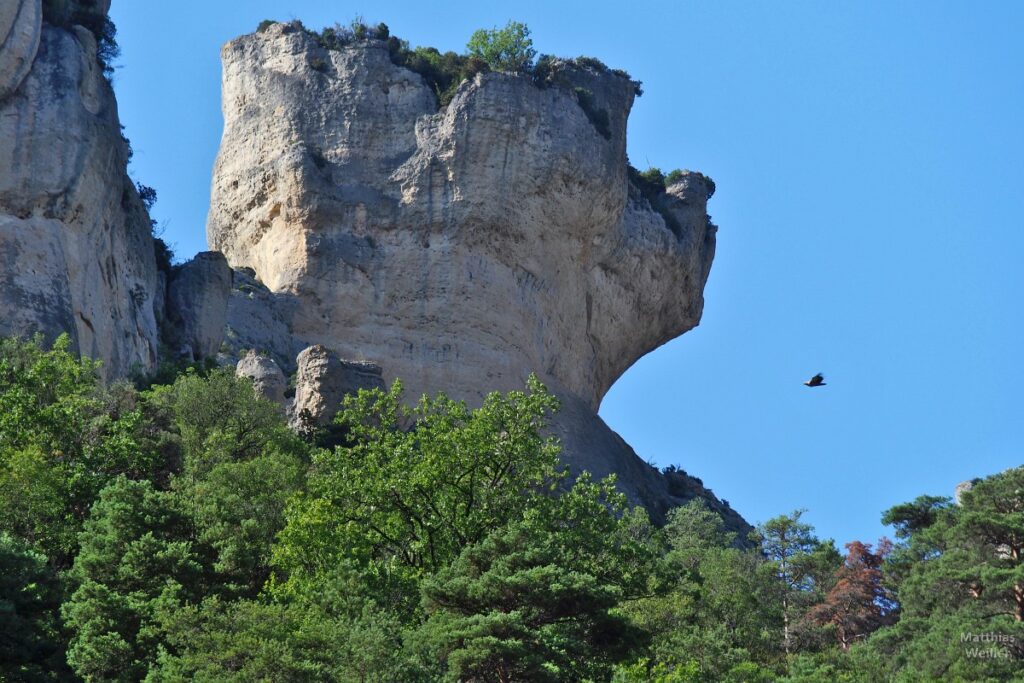 Felskopf mit anfliegendem Greifvogel in der Gorges de la Jonte