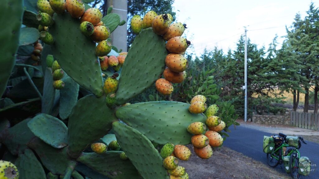 Kaktusfeigenstrauch, Reiserad im Hintergrund