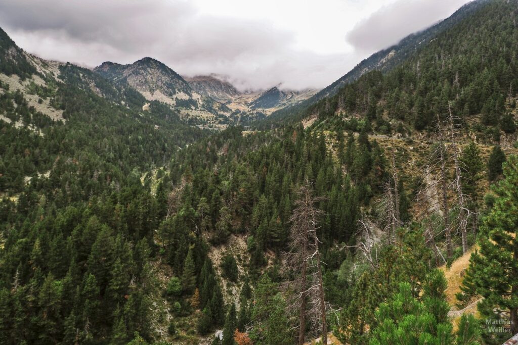 Talschlussszenerie im Hochgebirge mit Nadelwald und Tothölzern, Vallter 2000