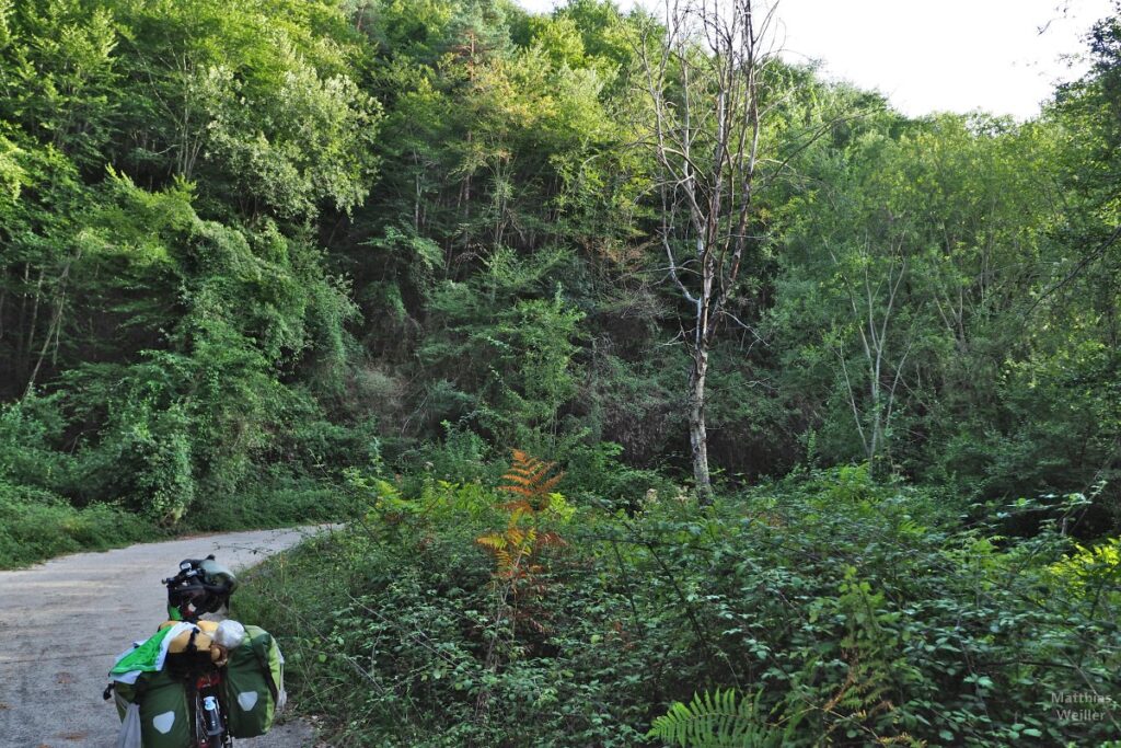 Wilde Wald in Straßenkurve mit Reiserad, Serra Bufadors