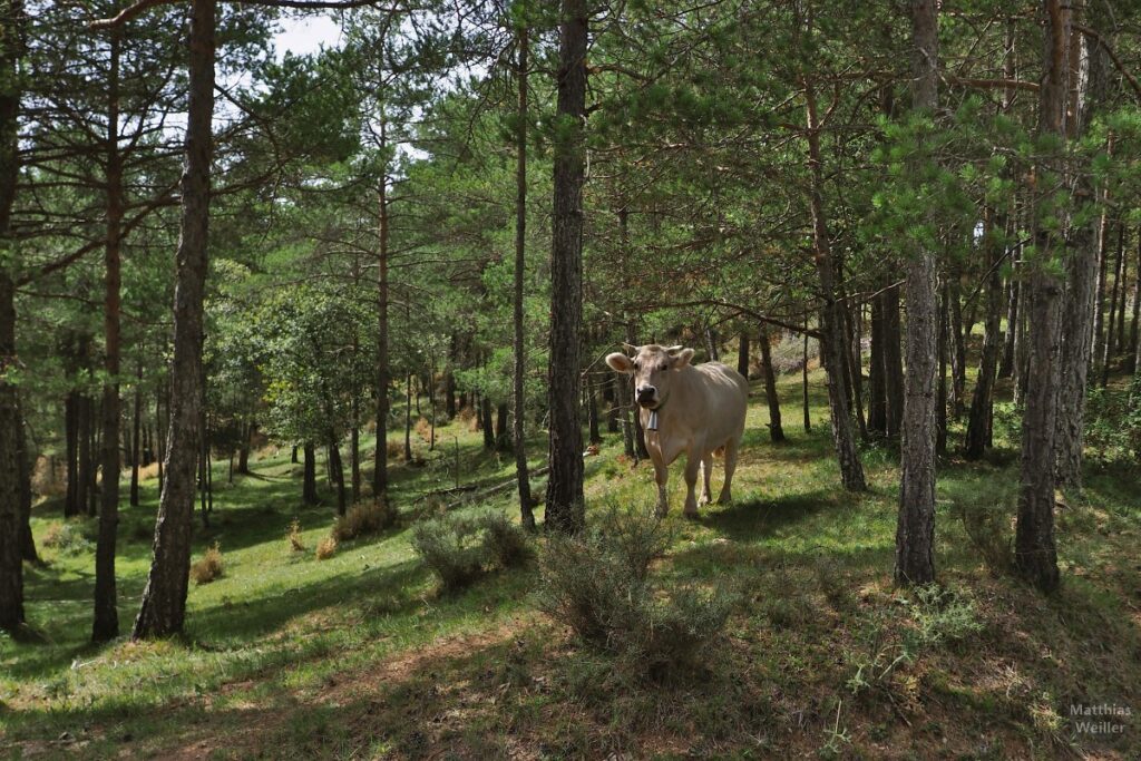 weiße Kuh mit Glocke und Hörnern im Kiefernwald, Serra del Catllarás