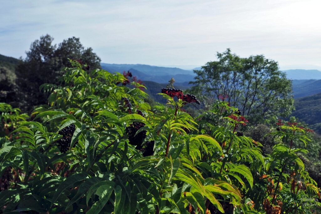 Schwarzbeerenstrauch über Bergwaldpanorama, Montseny