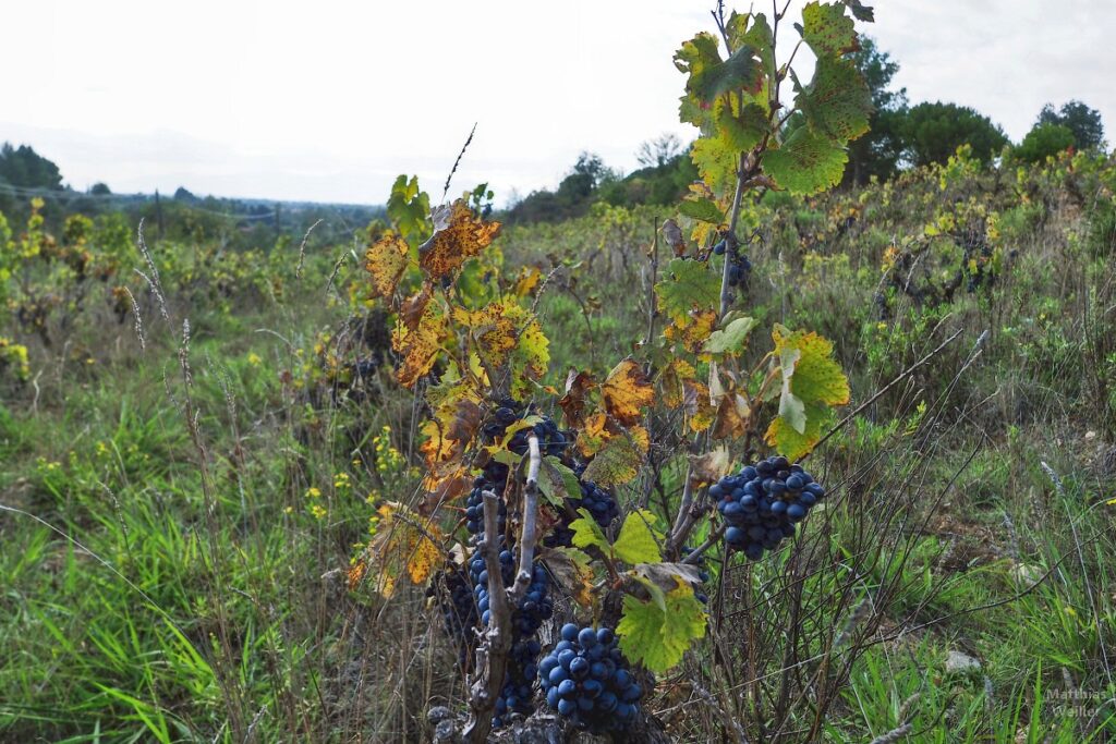 Weinstock mit blauen Trauben in den Corbières maritimes