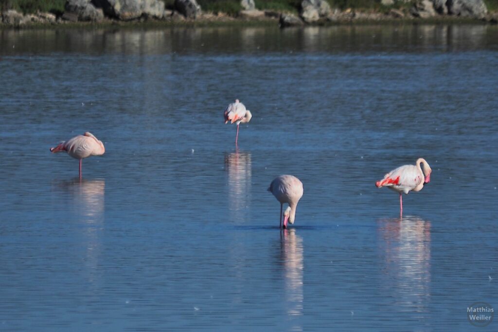 vier Flamingos im Wasser