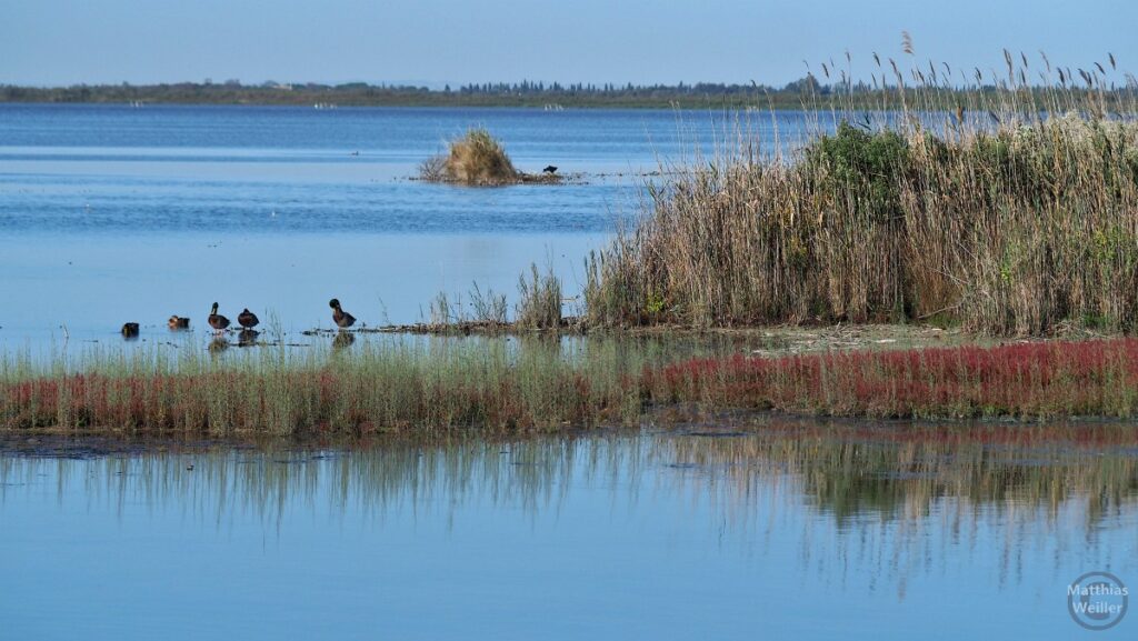 Brackwassersee in der Camargue mit Schilf und Wasservögeln