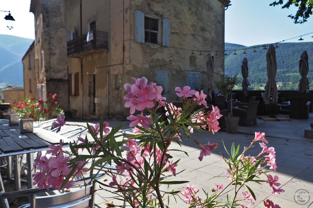 Rosa Blume vor Terrassenkulisse mit Dorfhäusern in Montbrun-les-Bains