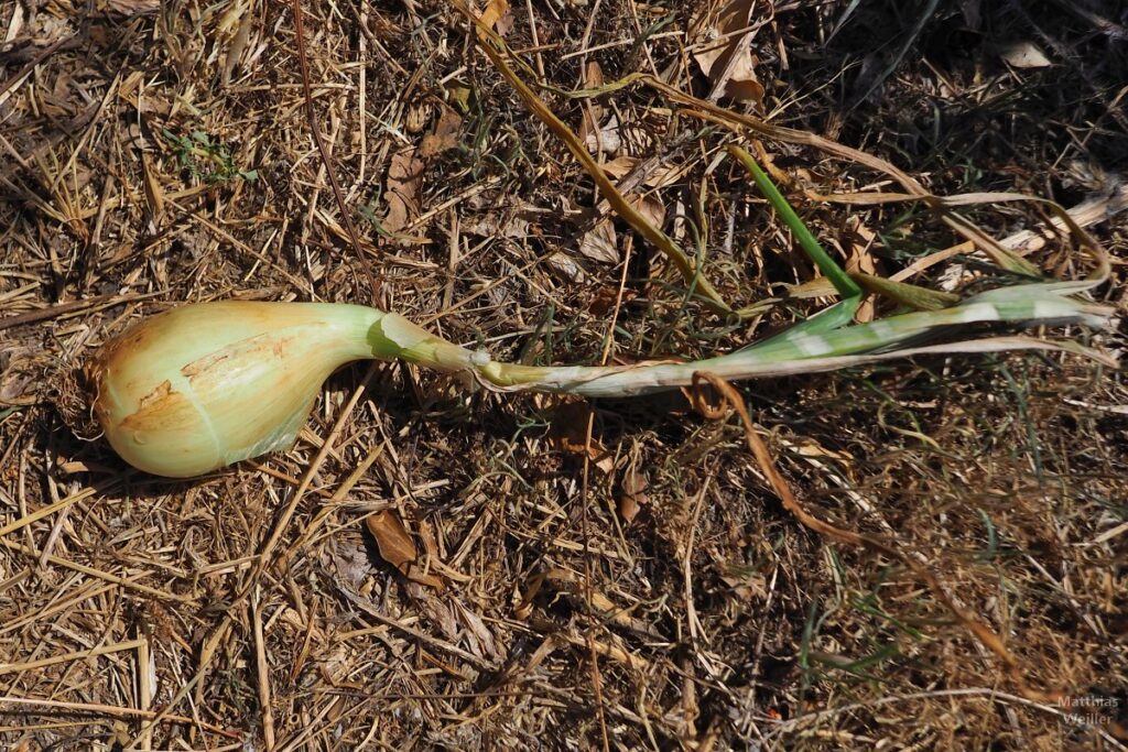 Süße Cevennen-Zwiebel auf dem Feld liegend