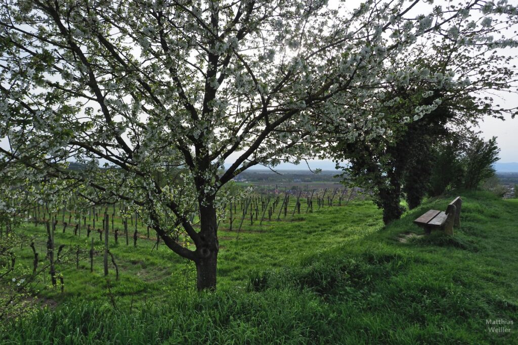 Bank unter Blütenbaum vor Weinberg