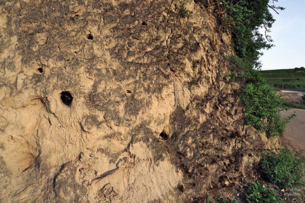 Lössbodenwand mit Löchern