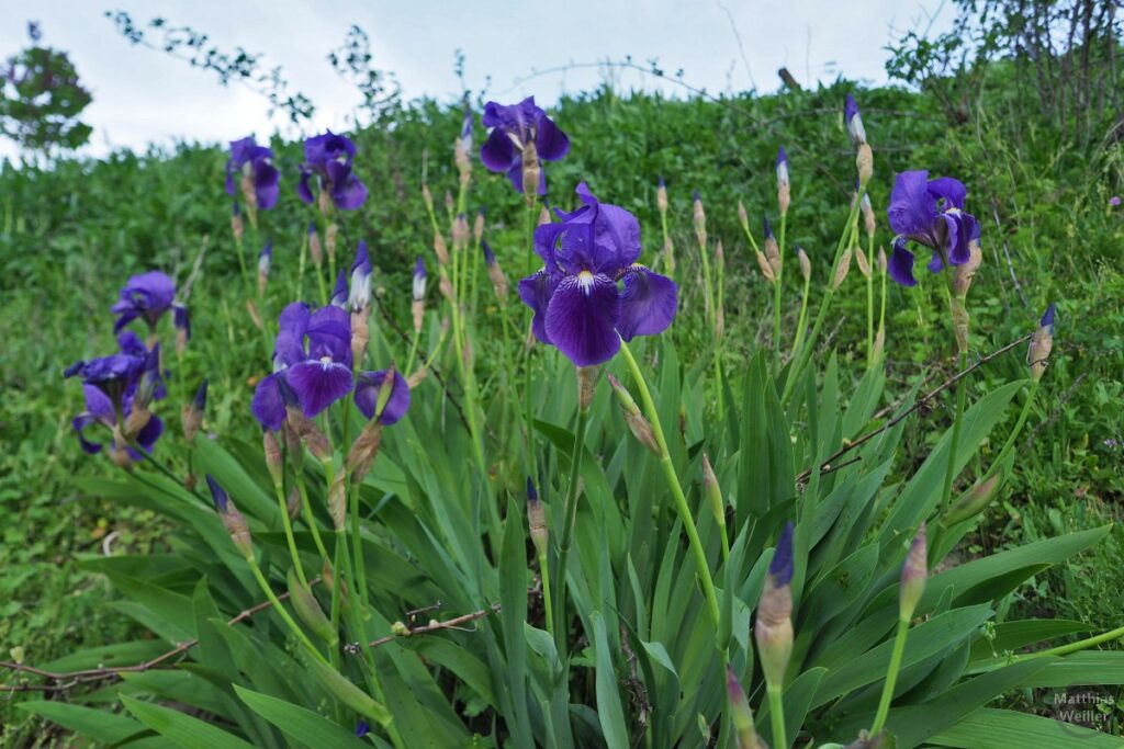 Blauer Lilienstrauch