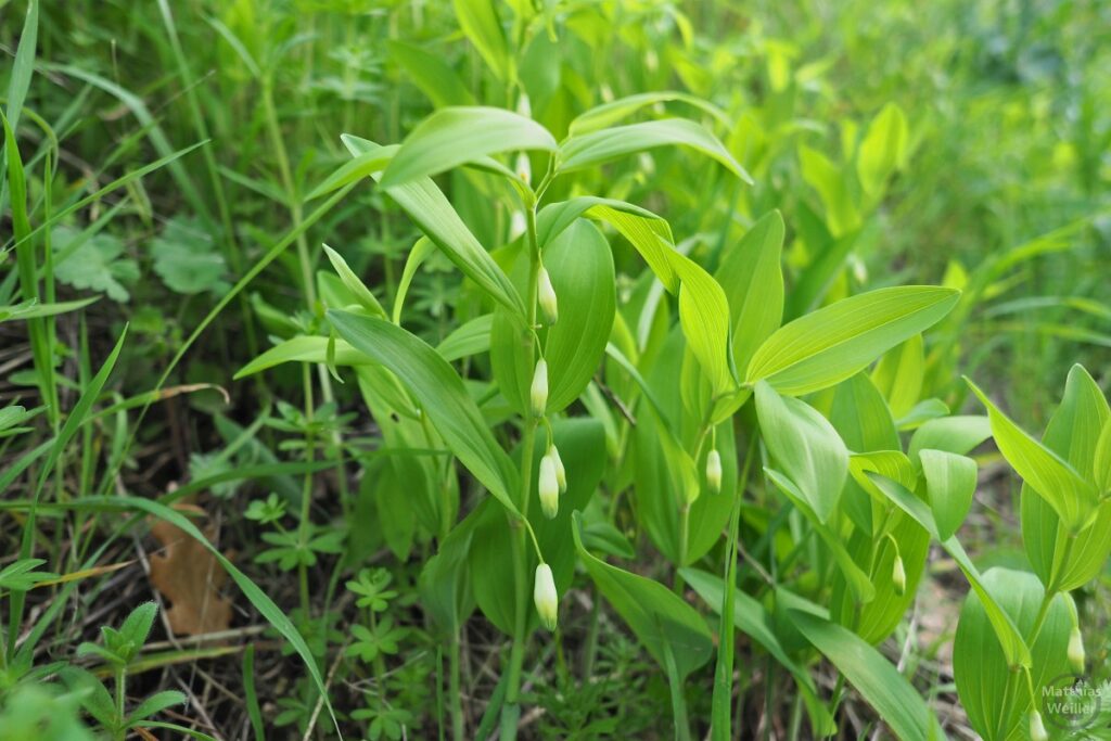 Maiglöckchenstrauch mit Knospen