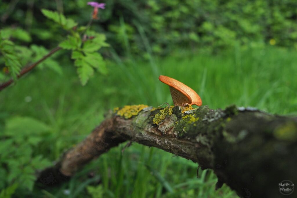 oranger Pilz auf Ast