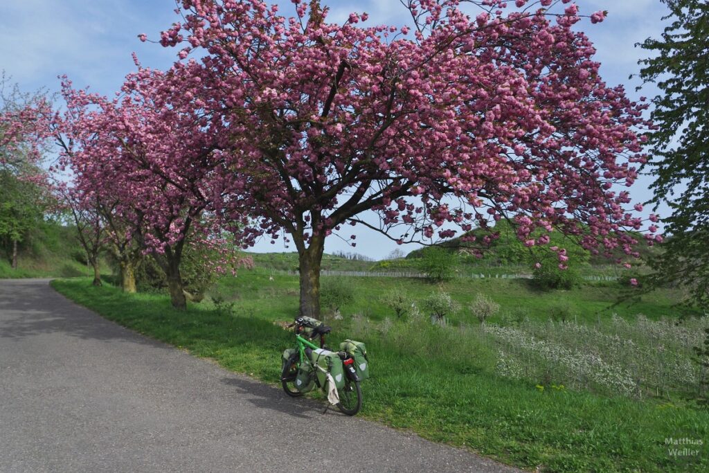 Grünes Reiserad unter rosa Blütenbaum