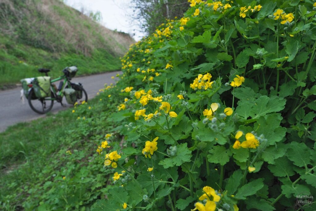 Gelbe Blumen am Hohlweg mit Reiserad