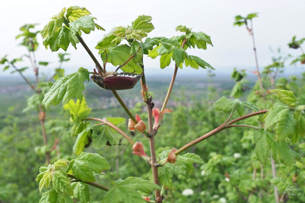 Maikäfer in grünem Geäst