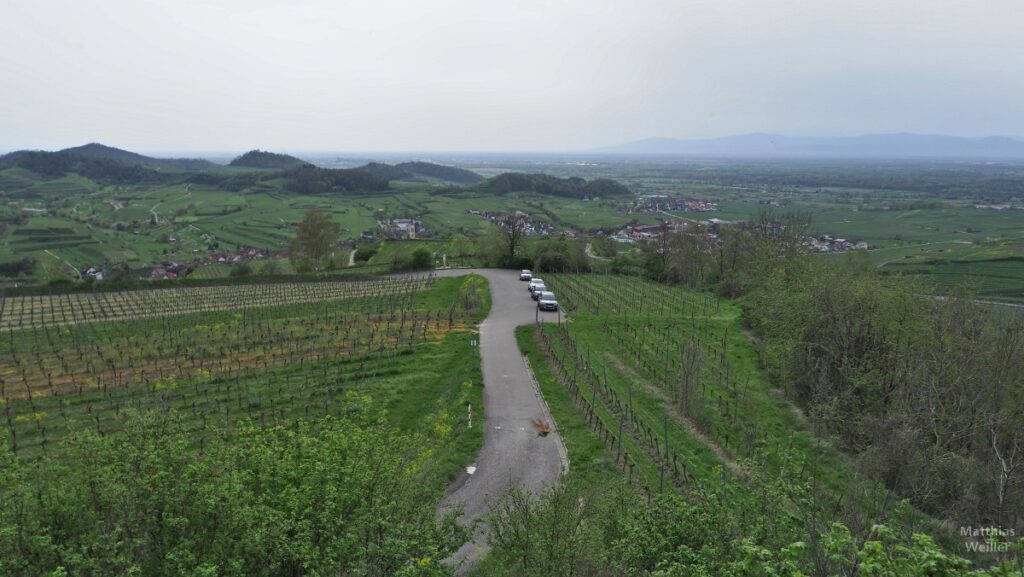 Blick von Mondhalde auf Weinberge und Vogesen im Hintergrund