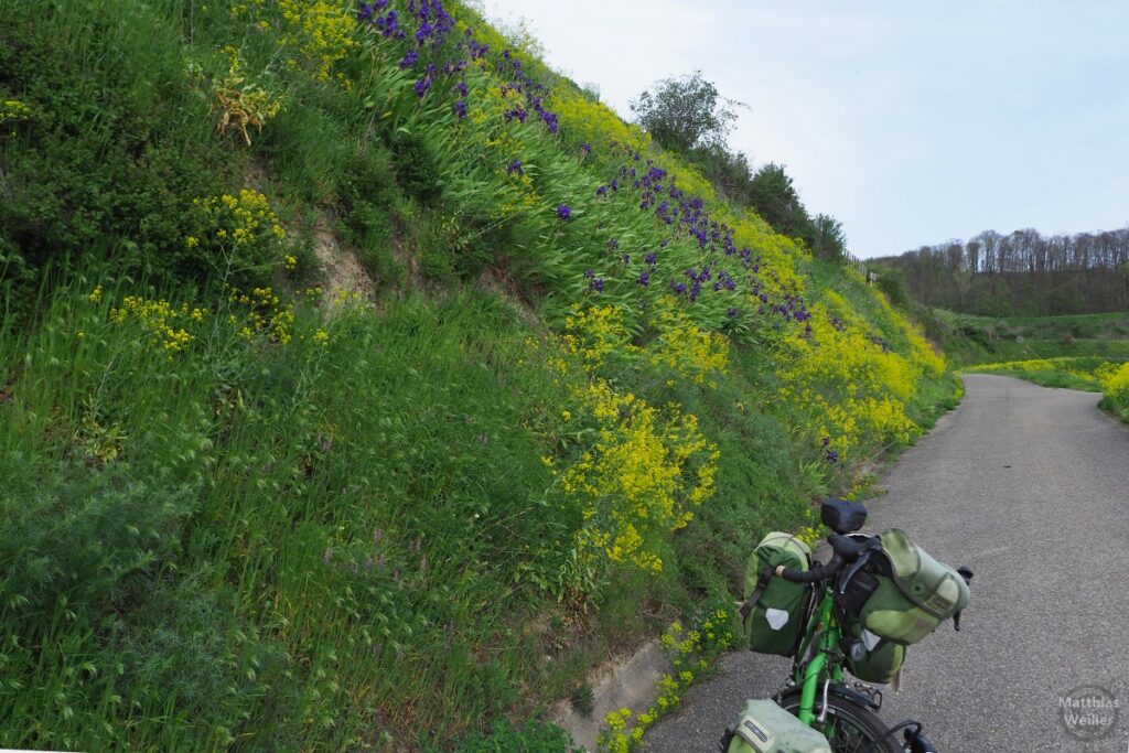 Berghang mit blauen Lilien und gelben Blumen, mit Reiserad