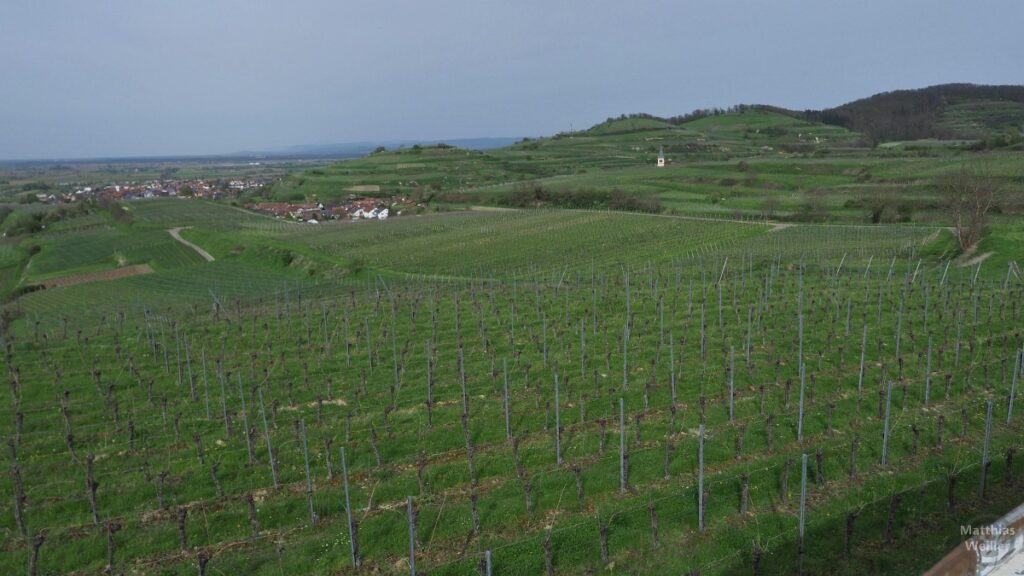 Weinberghügel am nördlichen Kaiserstuhl