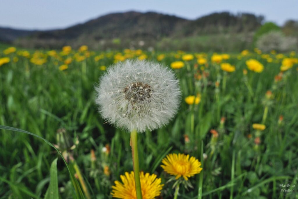 Pusteblume vor Löwenzahnwiese