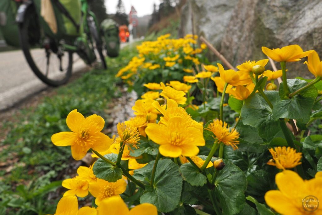 Sumpfdotterblumen am Straßenrand mit Velo weichgezeichnet