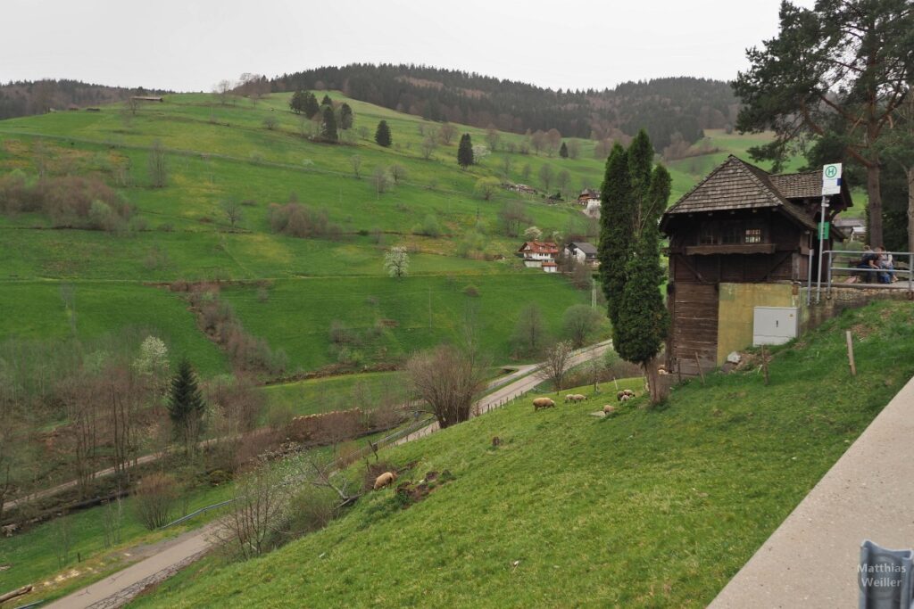 Schwarzwaldtal mit Holzbau und Schafherde