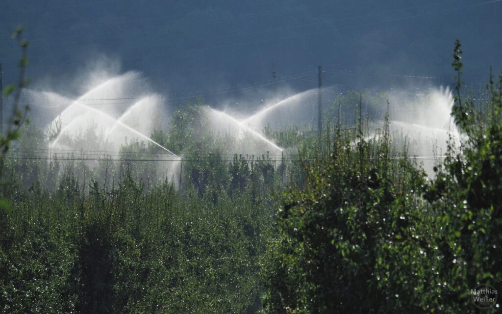 Wassersprüher in Obstplantage