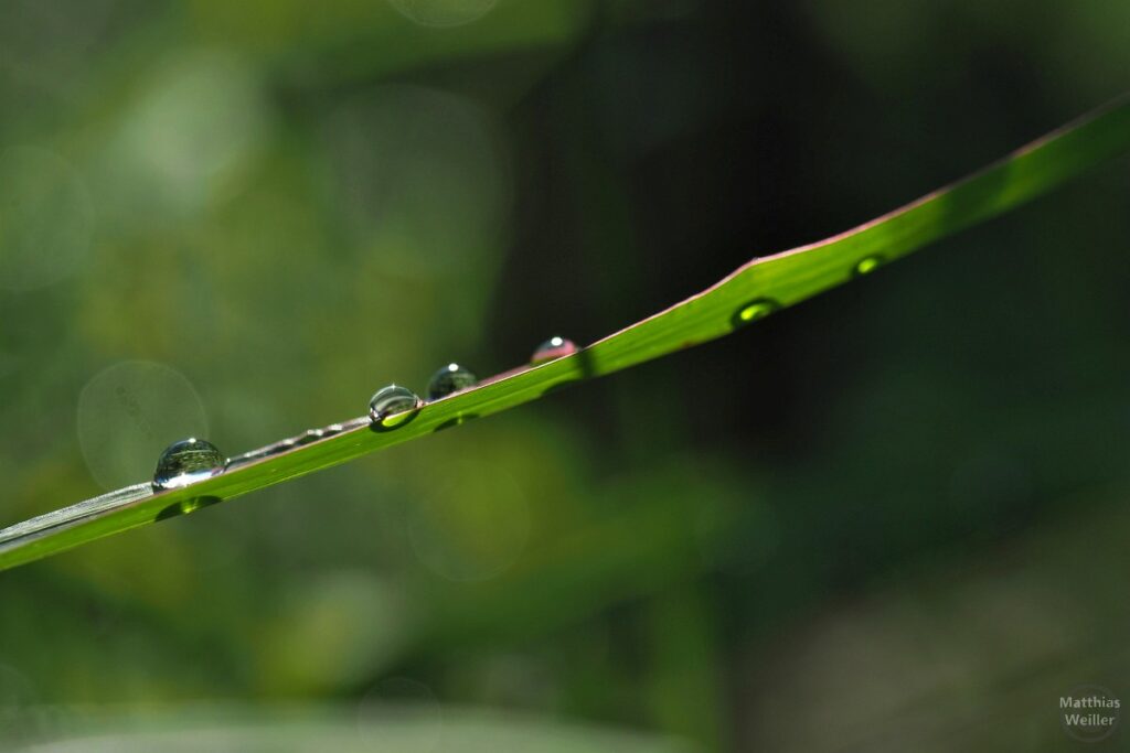 Grashalm mit Wassertropfen