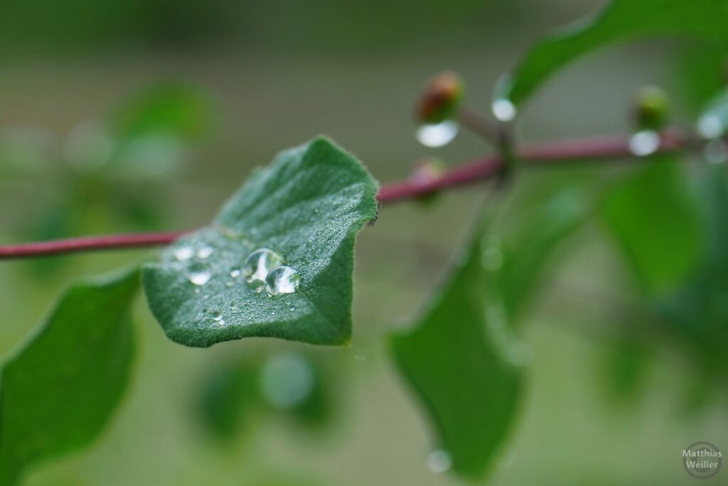 Blatt mit Wassertropfen