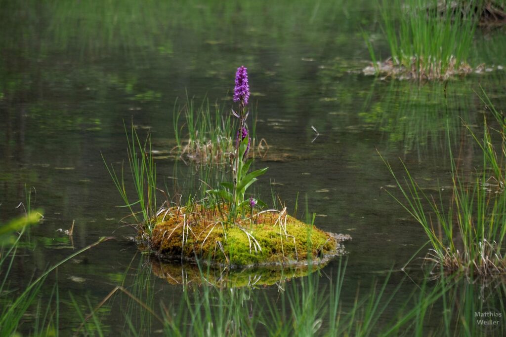 Minimoosinsel mit violetter Blume im Riedener See