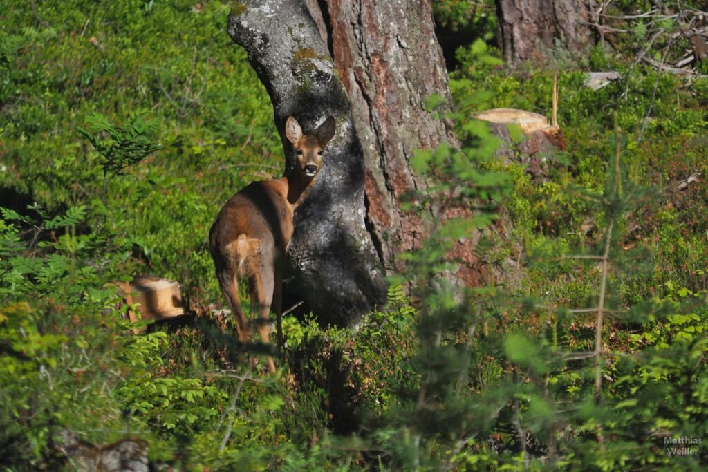 Reh vor Baum im Heidekrautwald