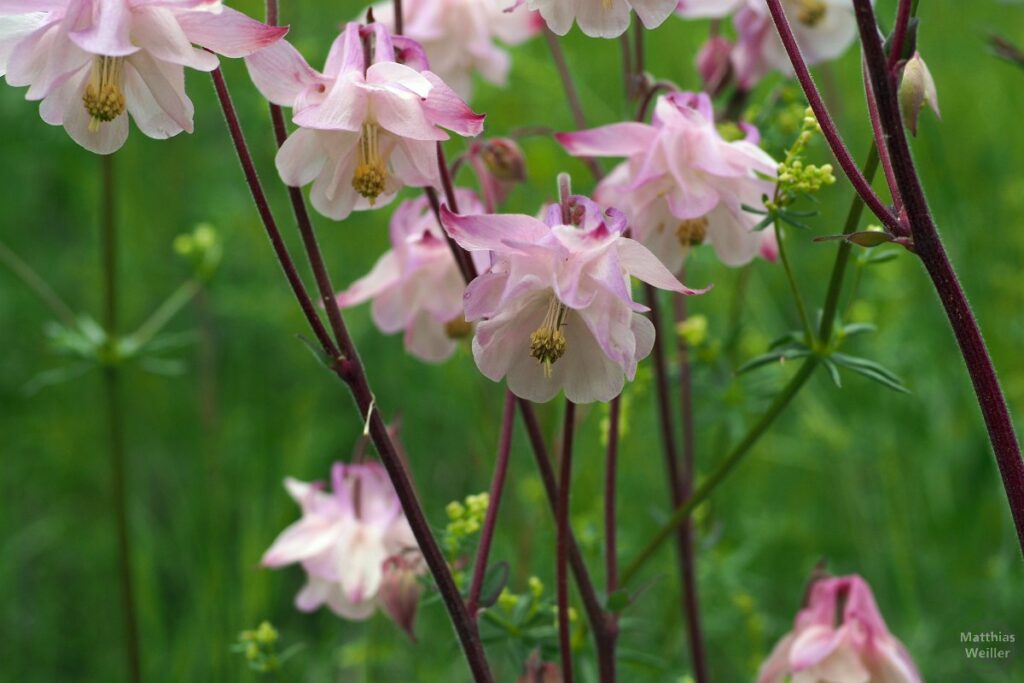 Rosa-weiße Glockenblumen