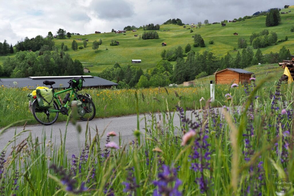 Almwiesenlandschaft, Velo, Blumen auf Serfaus-Anfahrt/Fiss