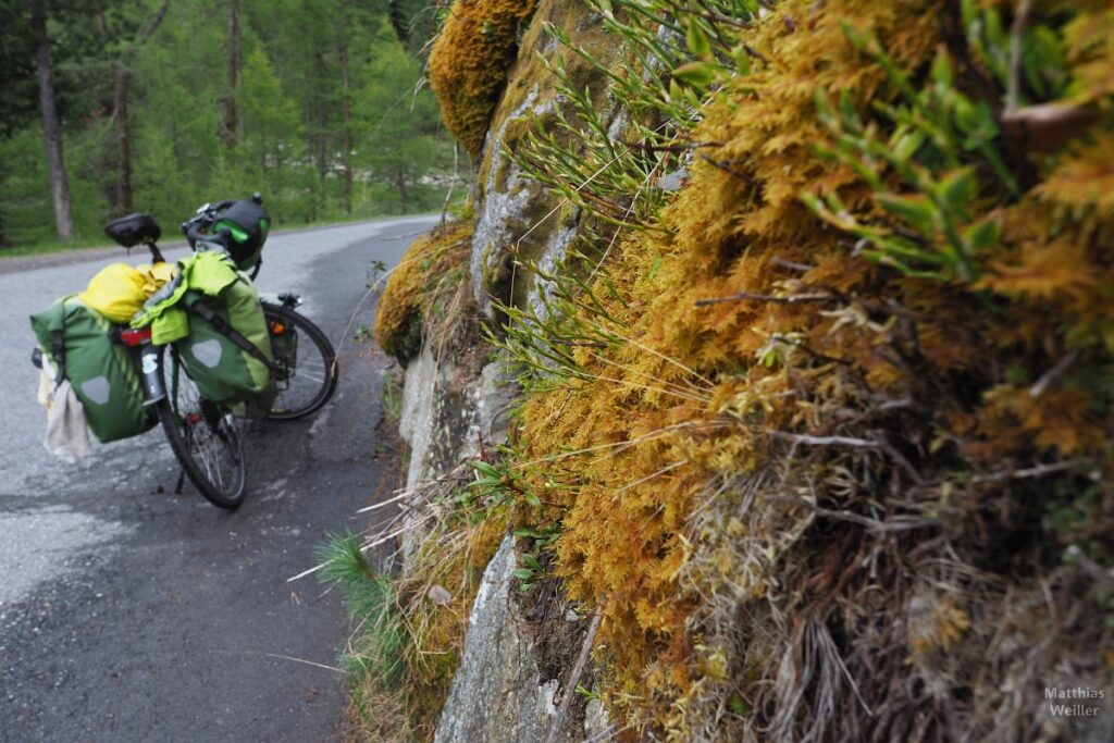 Bemooste Straßenmauer, Velo auf Schöneben-Route