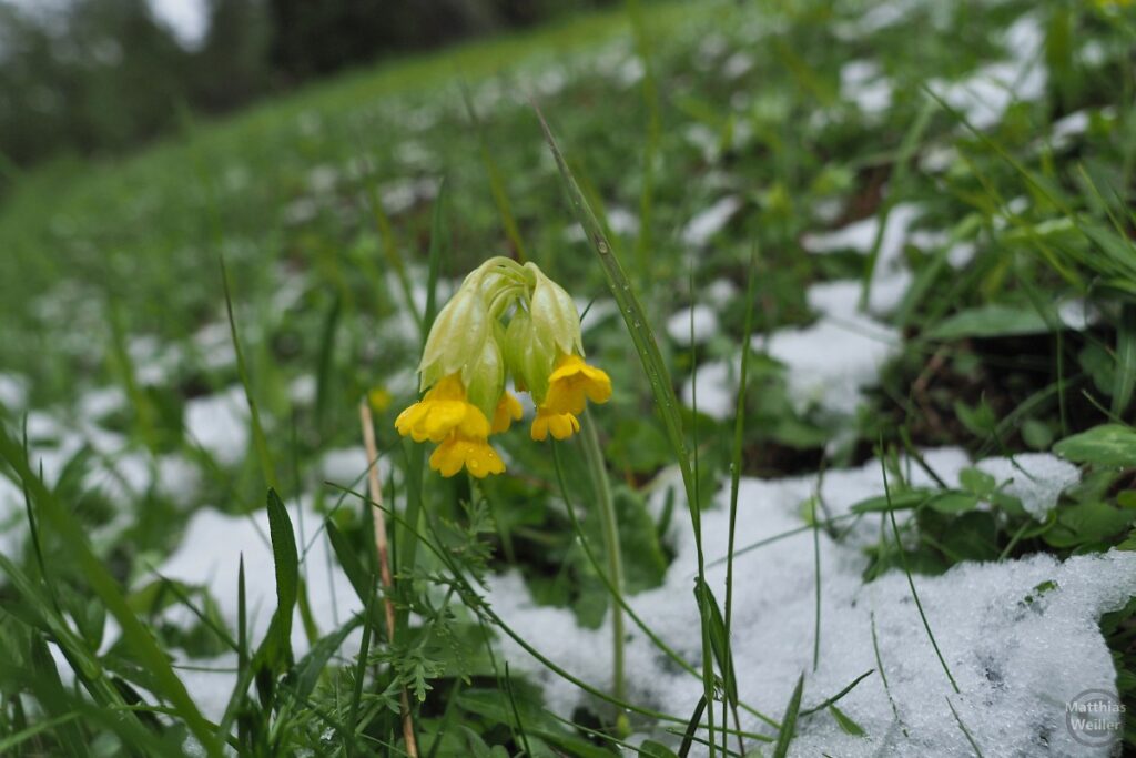 Schlüsselblume in Wiese mit Schnee