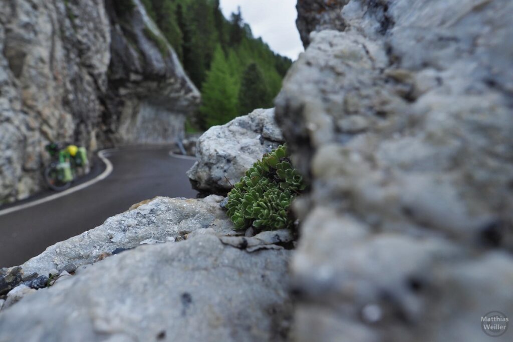 Kurve zwischen Fels mit Steinpflanze