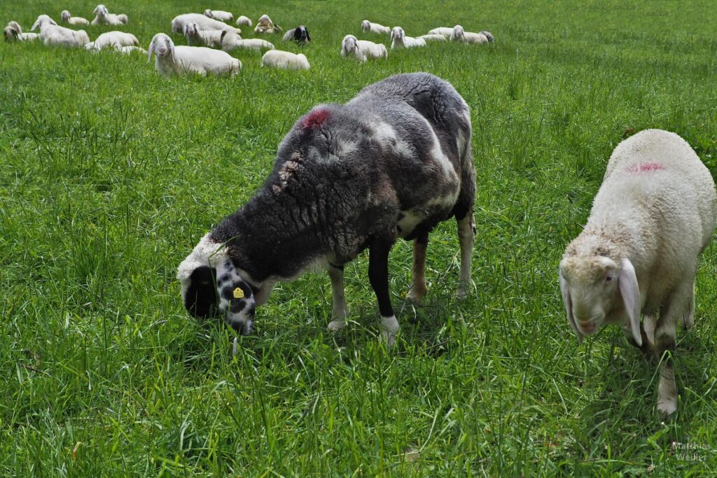 Schafe, ein schwarzes - auf Wiese