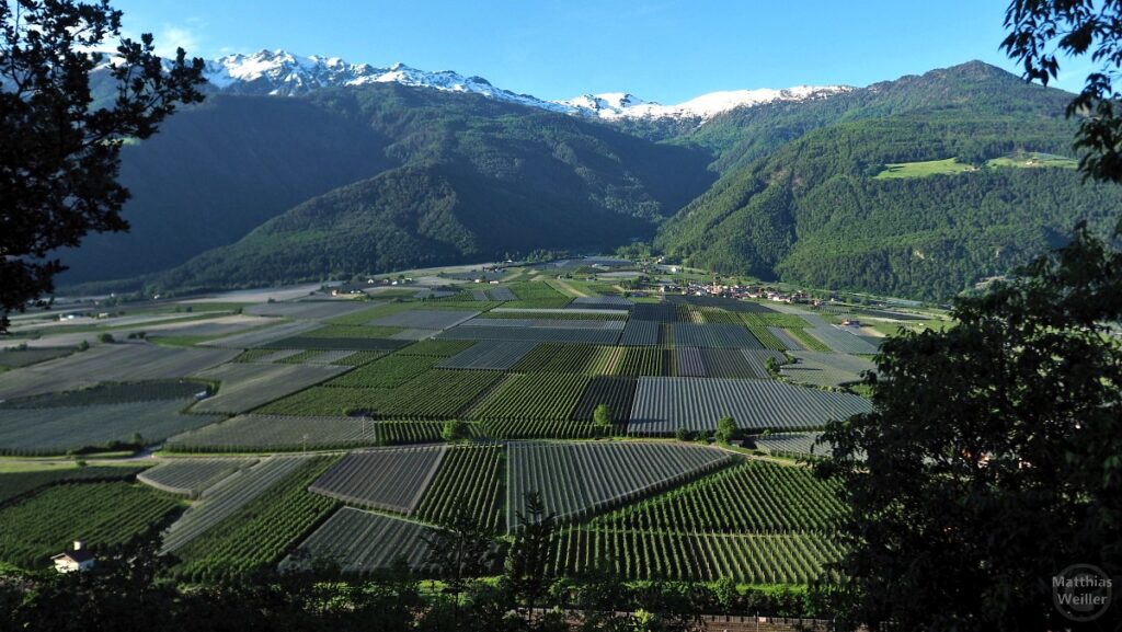 Panoramablick über die Vinschgautalsohle mit Apfelplantagen und Ortlergipfeln