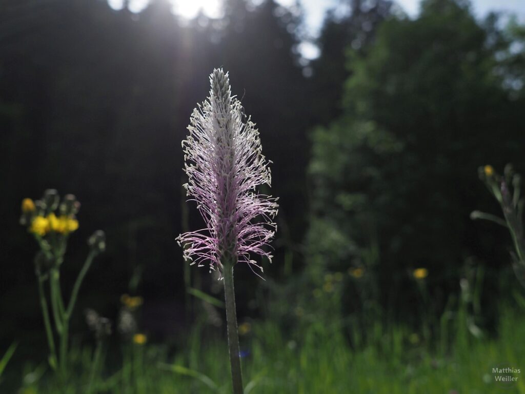 Spitzwegerich im Gegenlicht, Nahaufnahme