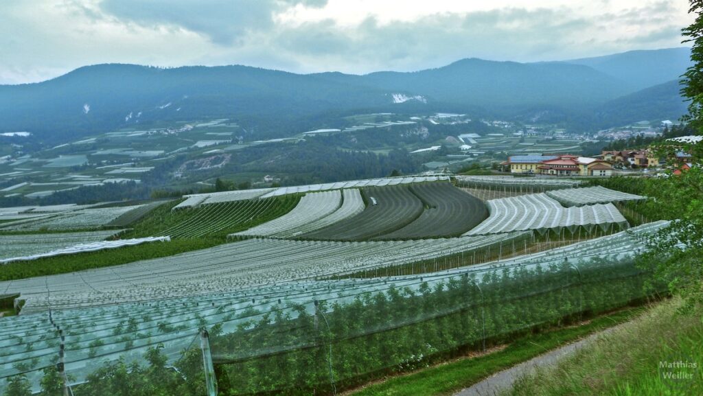 Apfelplantagen mit Netzen im Val di Non