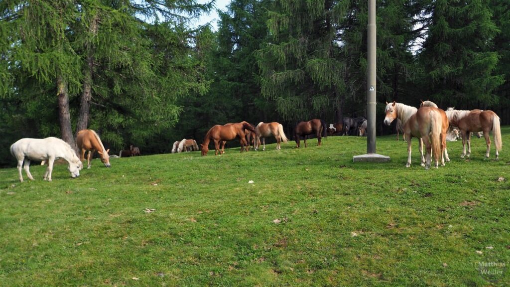 Haflinger Pferde