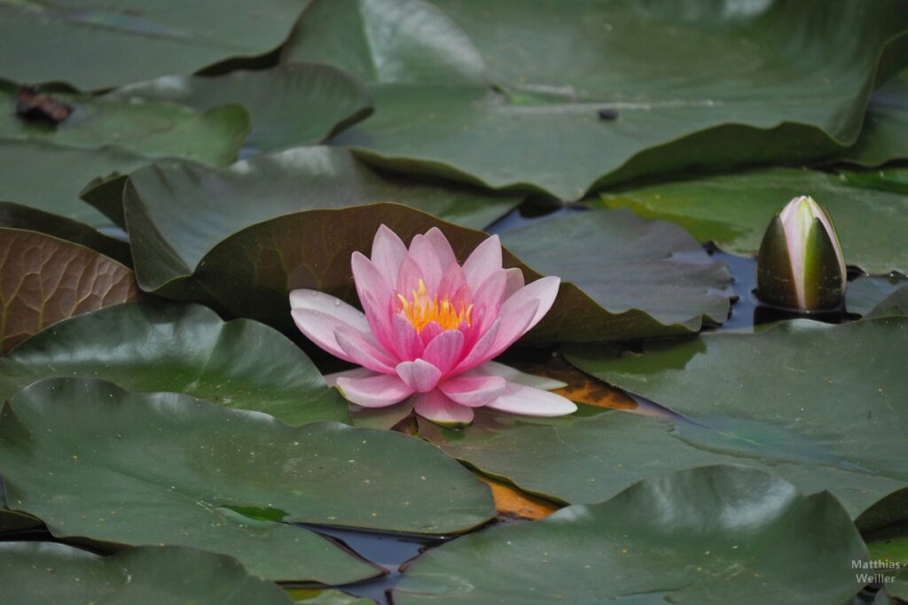 Seerose pinkfarben, Nahaufnahme