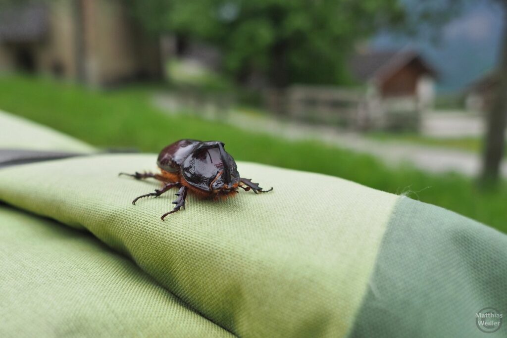 Hirschkäfer auf Radtasche