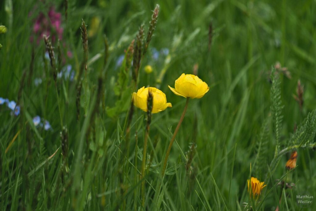 Trollblume in Bergwiese