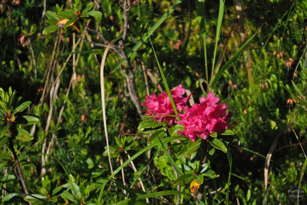 Alpenrosen mit Regentropfen