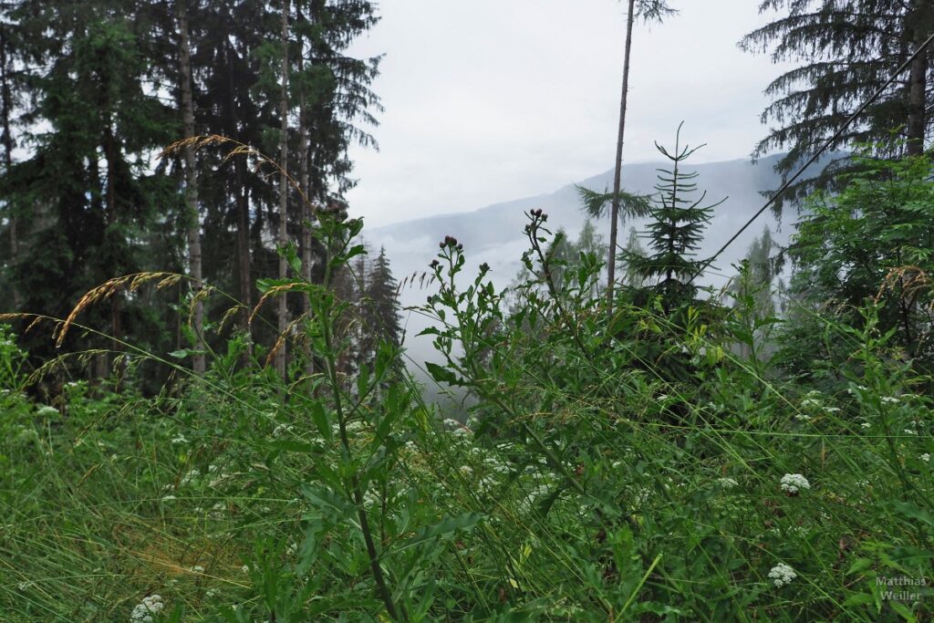 Blick in Nebelwolken durch Wiesenrand und durch Bergwald