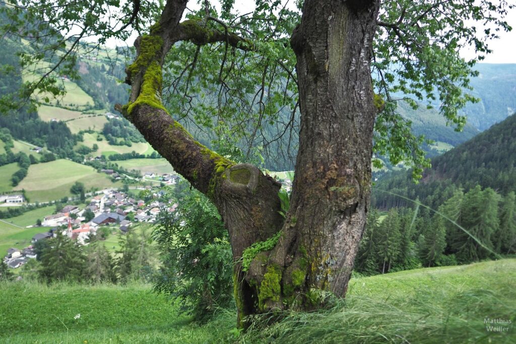 Blick an Gabelbaum vorbei ins Pfunderer Tal