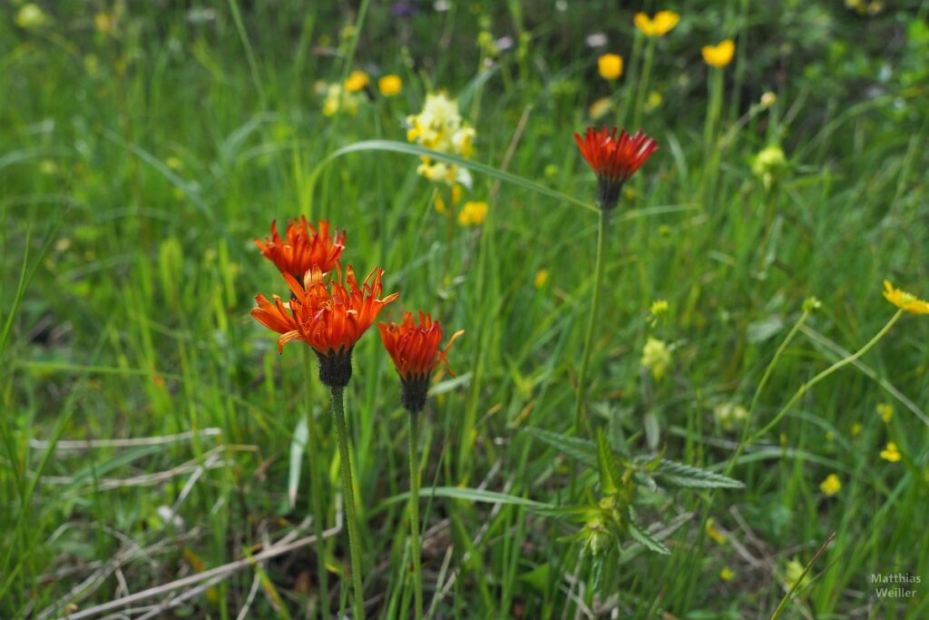 orangefarbenen Blumen in Bergwiese